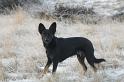 Mellon _31-12-08_0